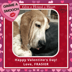 Give a Hound a Heart Fundraiser