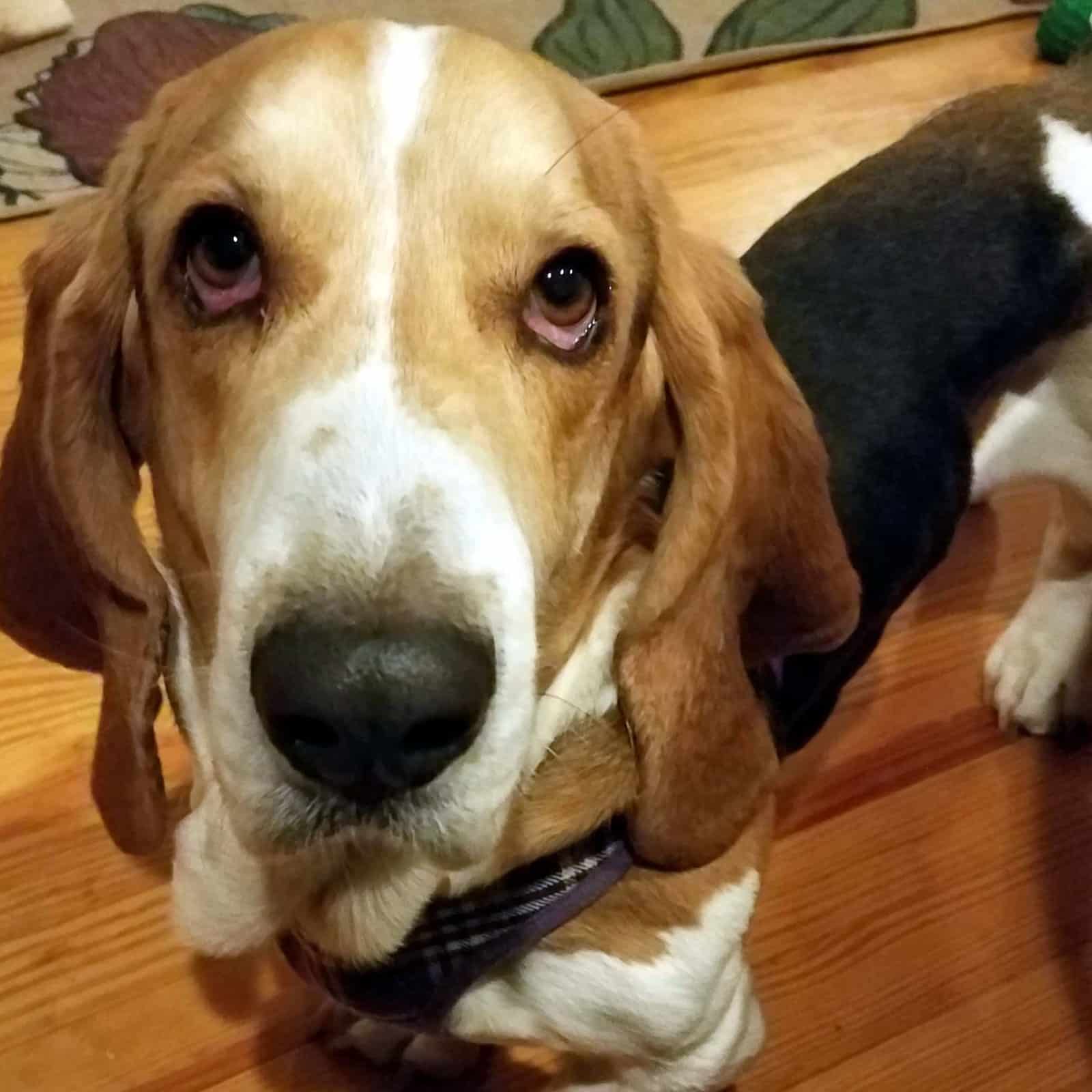 Elvis